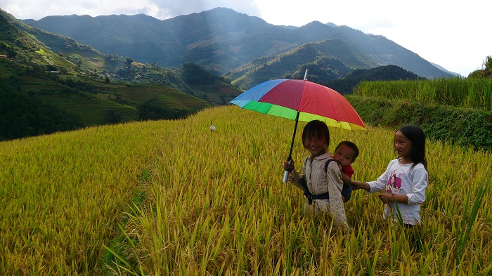 lan-hue-yen-bai-ruong-bac-thang-terraced-rice-field-1