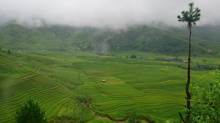 lan-hue-yen-bai-ruong-bac-thang-terraced-rice-field-3