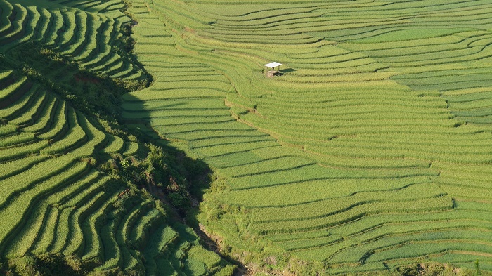 lan-hue-yen-bai-ruong-bac-thang-terraced-rice-field-8