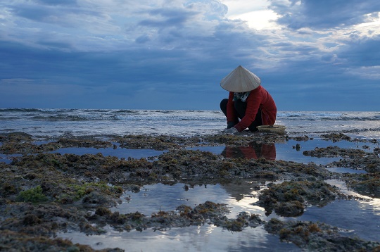 Collecting shellfish at sunset