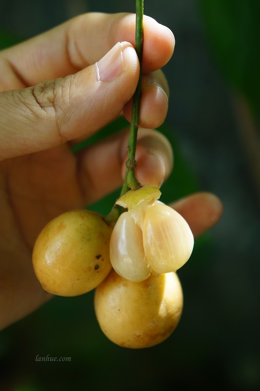 Dâu tiên (a kind of Burmese grape)