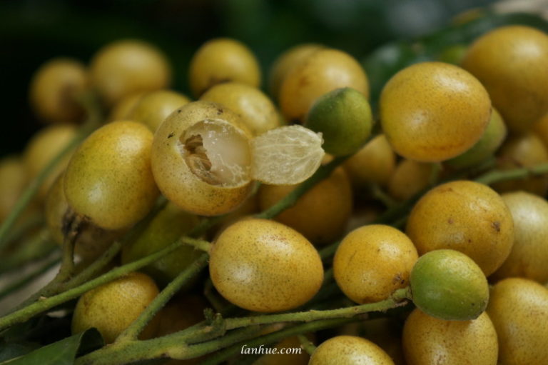 Fruits You Shouldn’t Miss If You Visit Huế City | Lan Huế