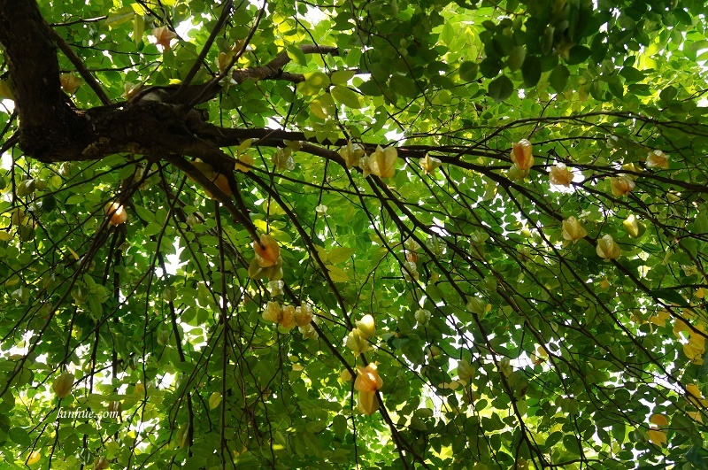 Khế (starfruit)