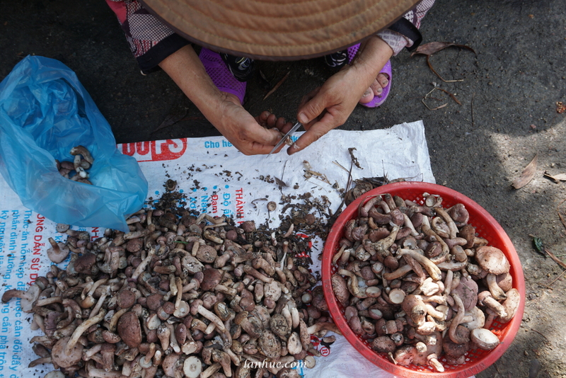 A nấm tràm seller