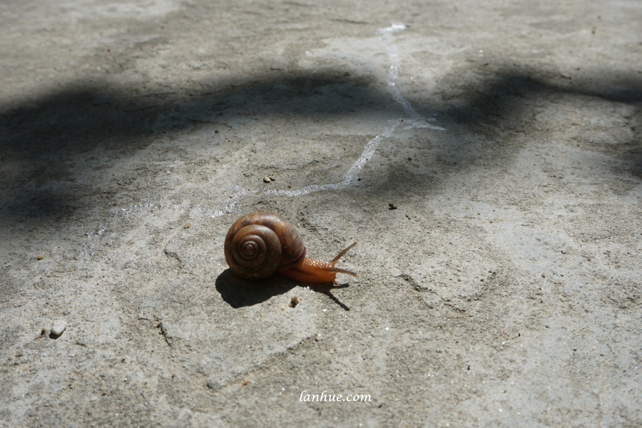 snail