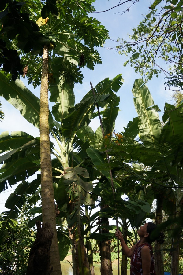 picking up papayas