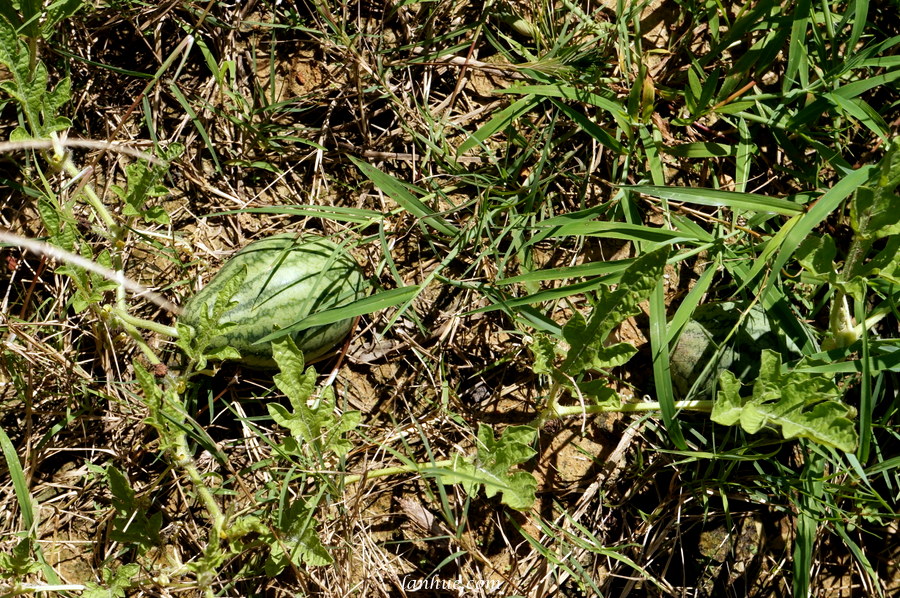 Watermelons