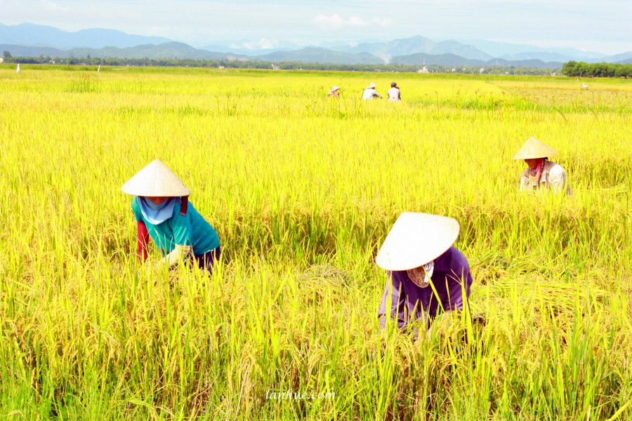 nón lá, rice field