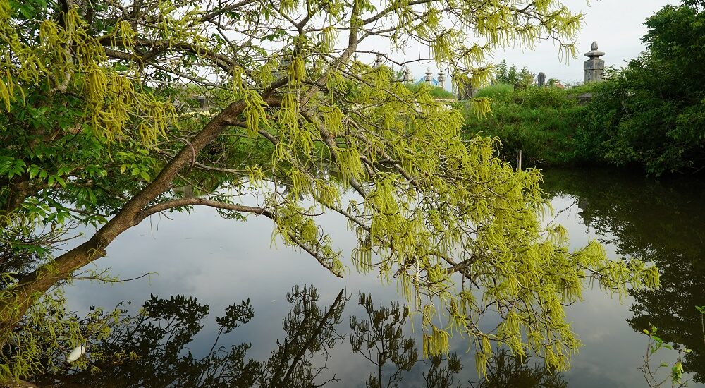 chá blossoms