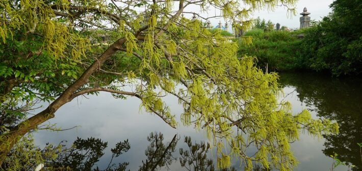chá blossoms