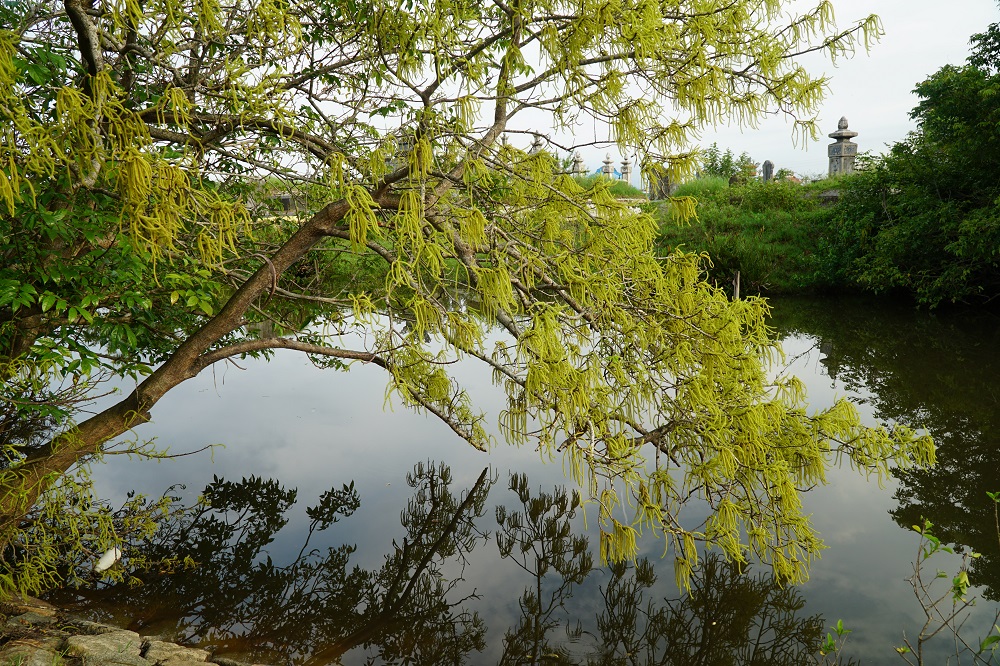 chá blossoms