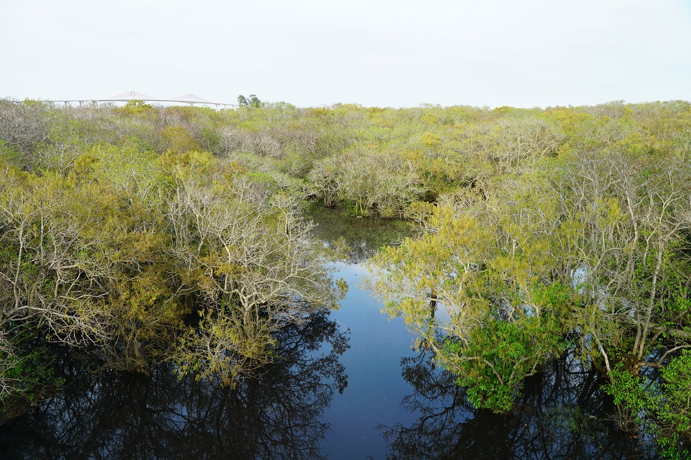 Rú Chá mangrove forest