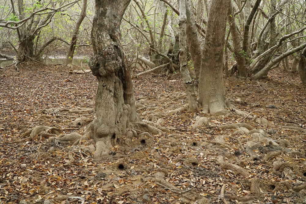 crab burrows at Rú Chá