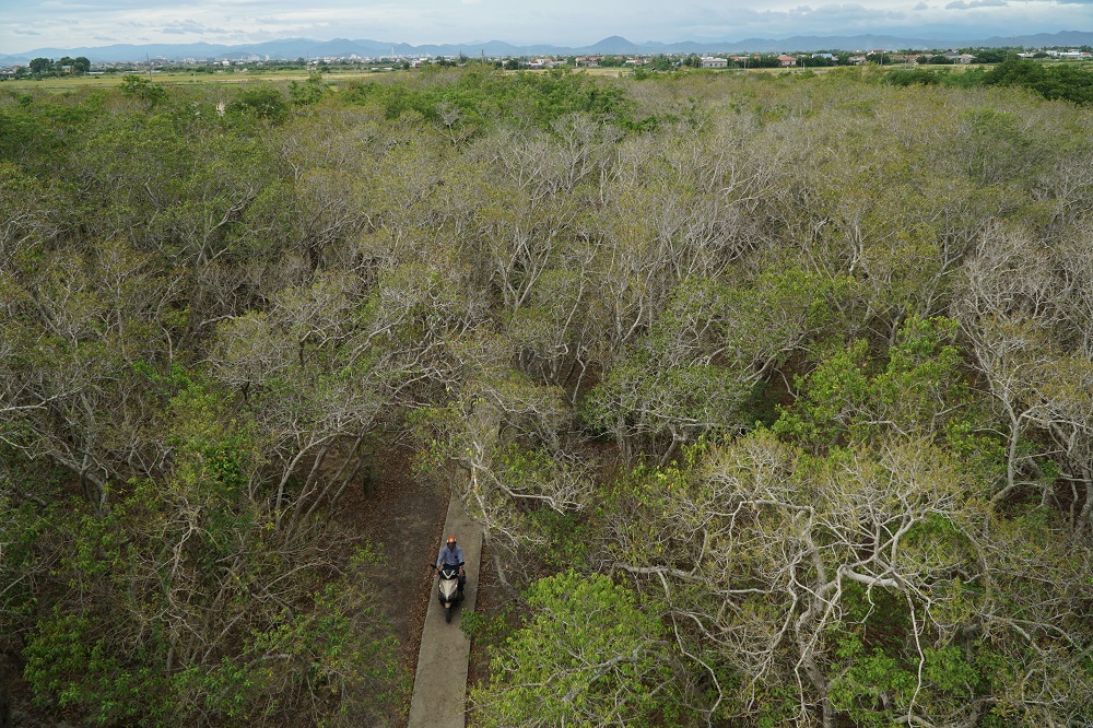 Rú Chá Mangrove Forest