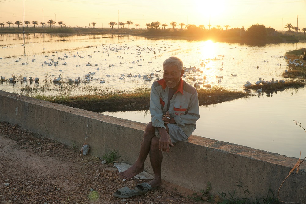 a duck herder and his flock at the background