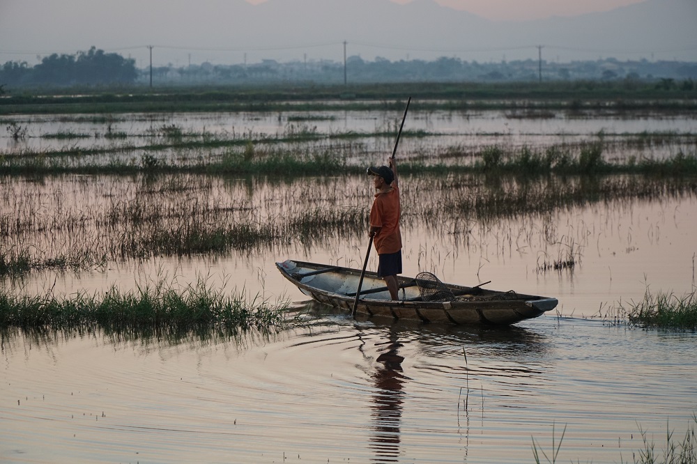 Boats are also used to herd the flocks across the paddy fields
