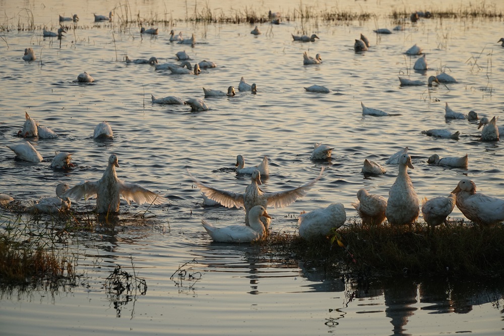 Thousands of ducks enjoying the paddy fields
