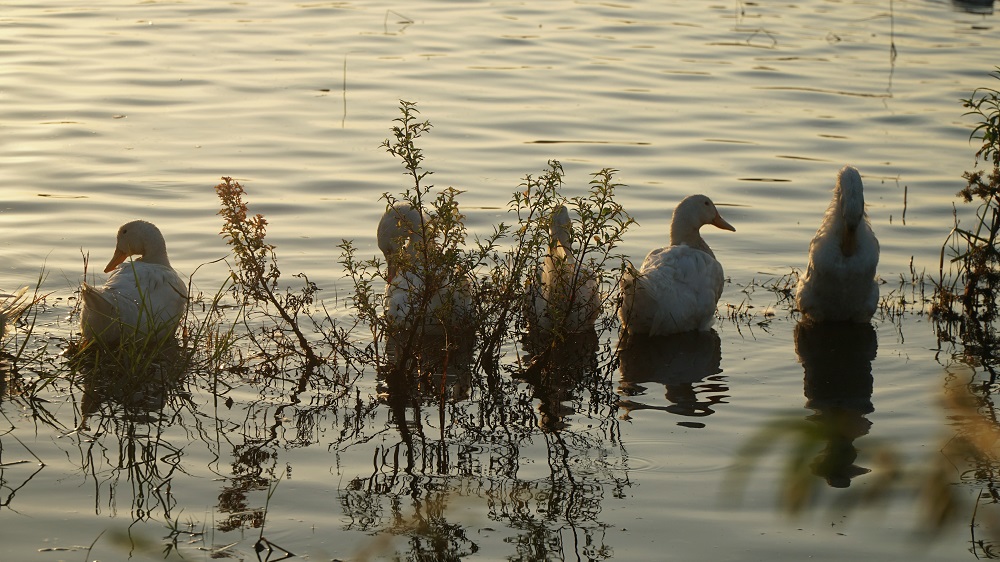 Autumn ducks in the paddy fields