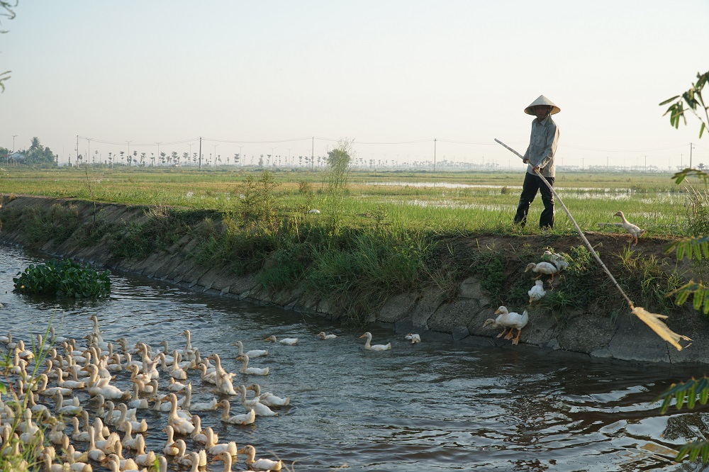 A duck herder and his flock