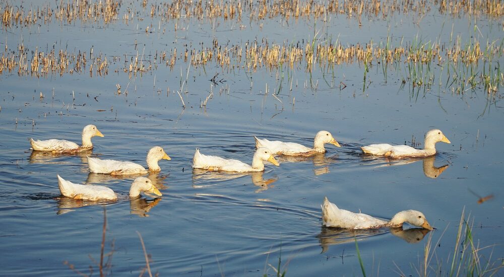 ducks swimming in the flooded paddy fields