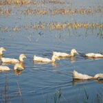 ducks swimming in the flooded paddy fields