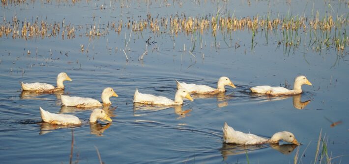 ducks swimming in the flooded paddy fields