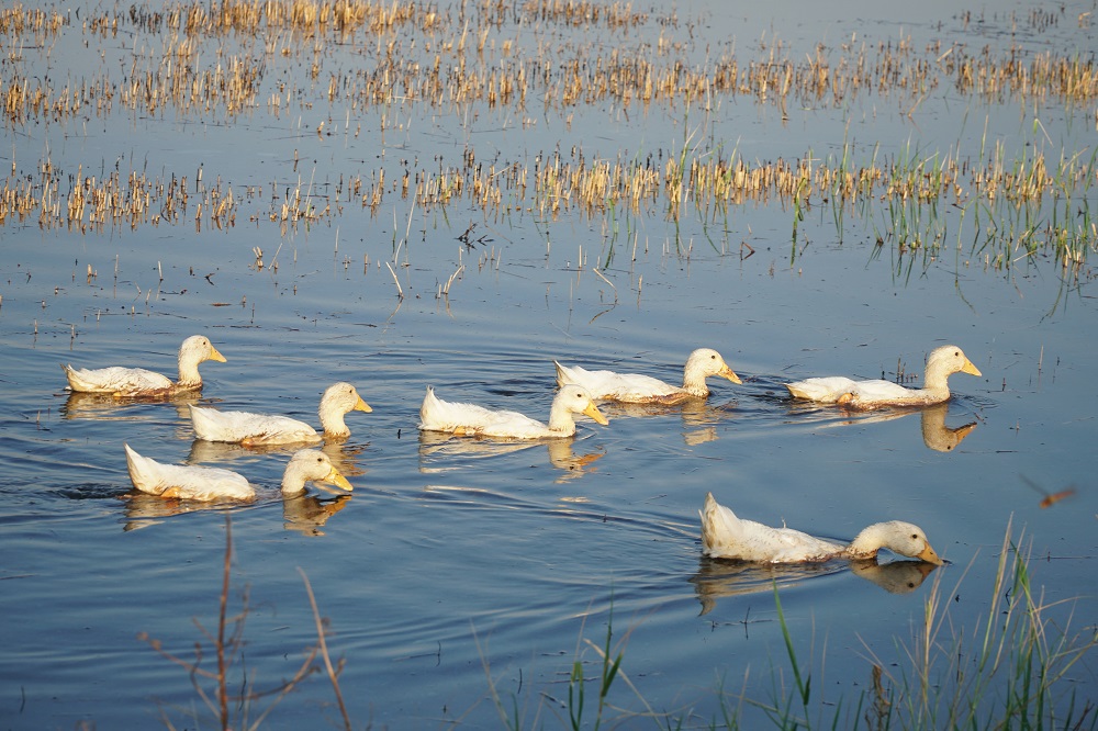 ducks swimming in the flooded paddy fields