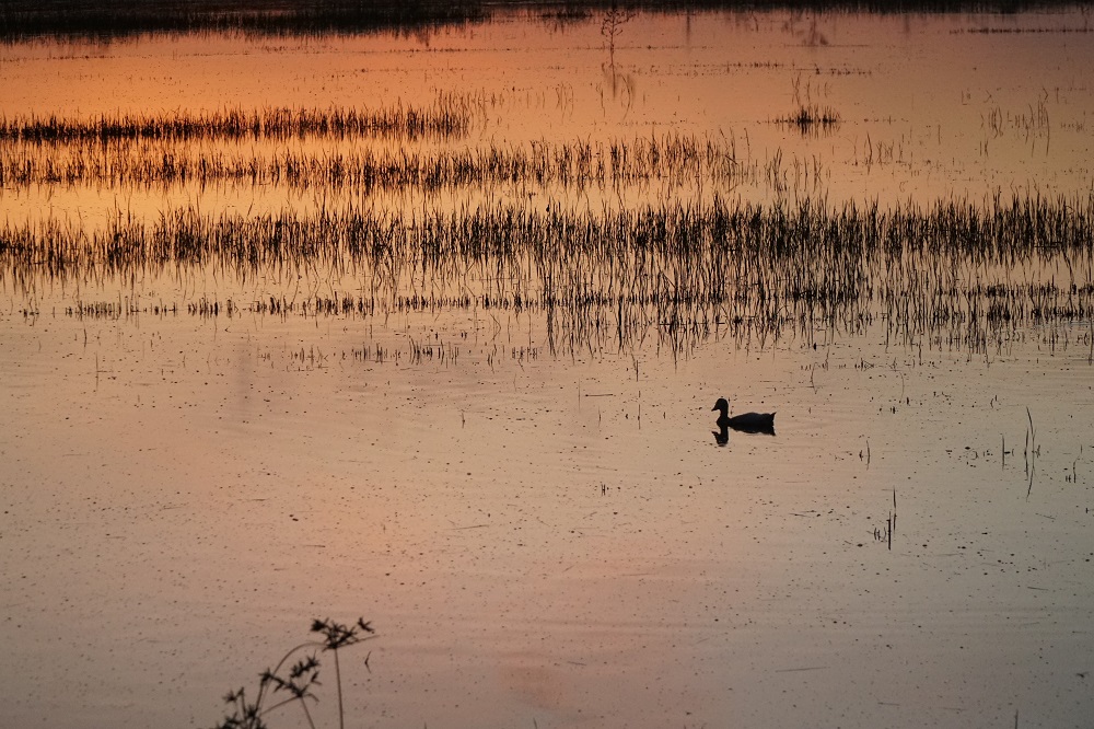 a lone duck