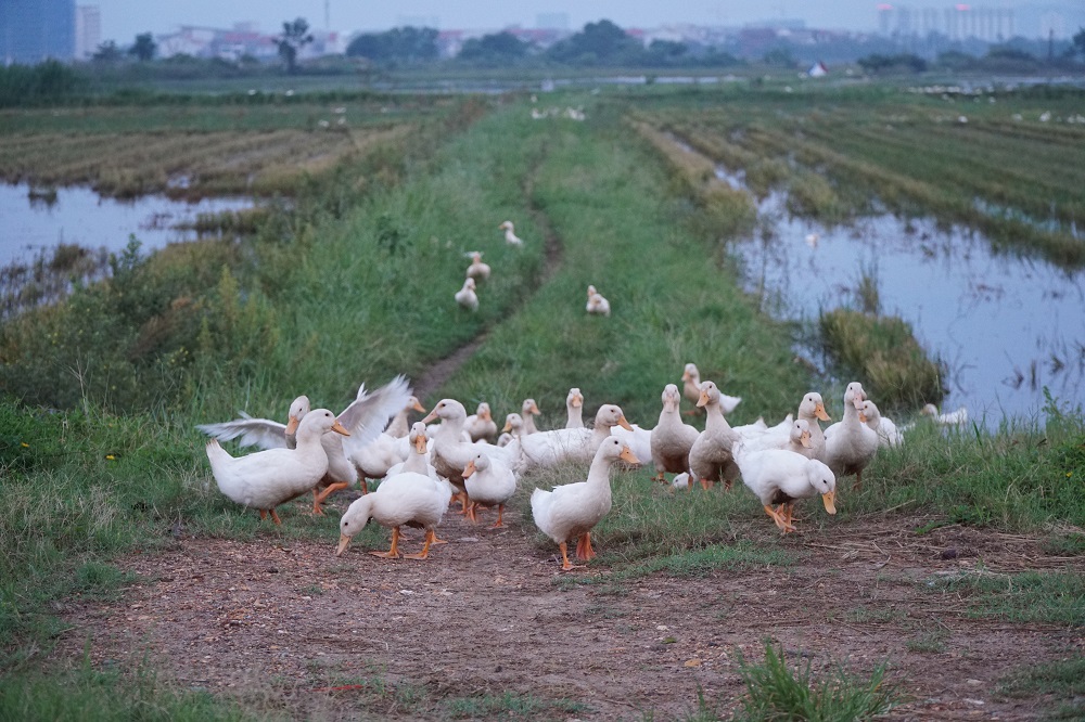 The ducks on the embankment