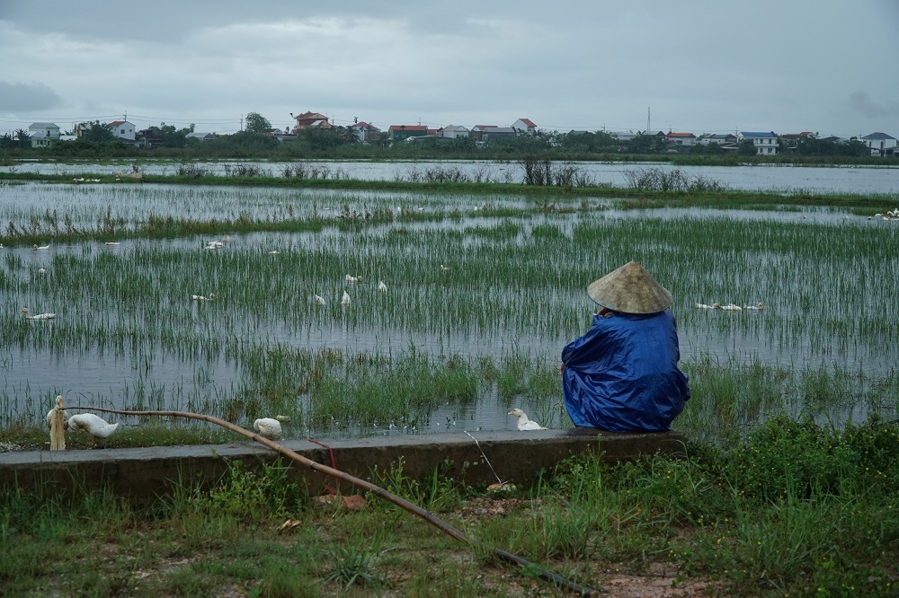 A duck herder guarding his flock in the rain